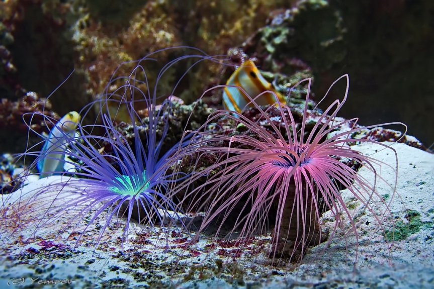 Aquarium Artis 9 - Zee-anemonen