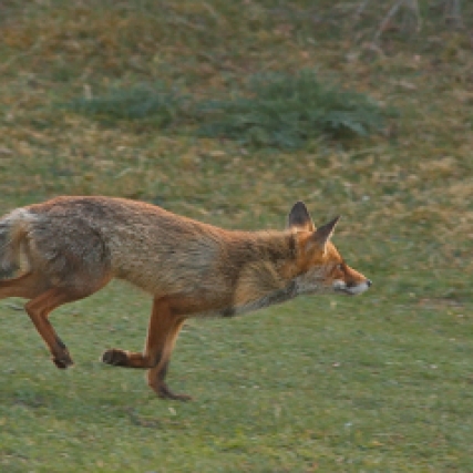 Fox on the run 1