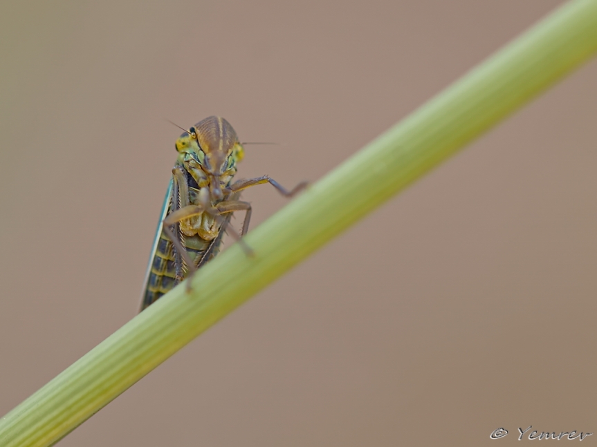 Nieuwsgierige rietcicade